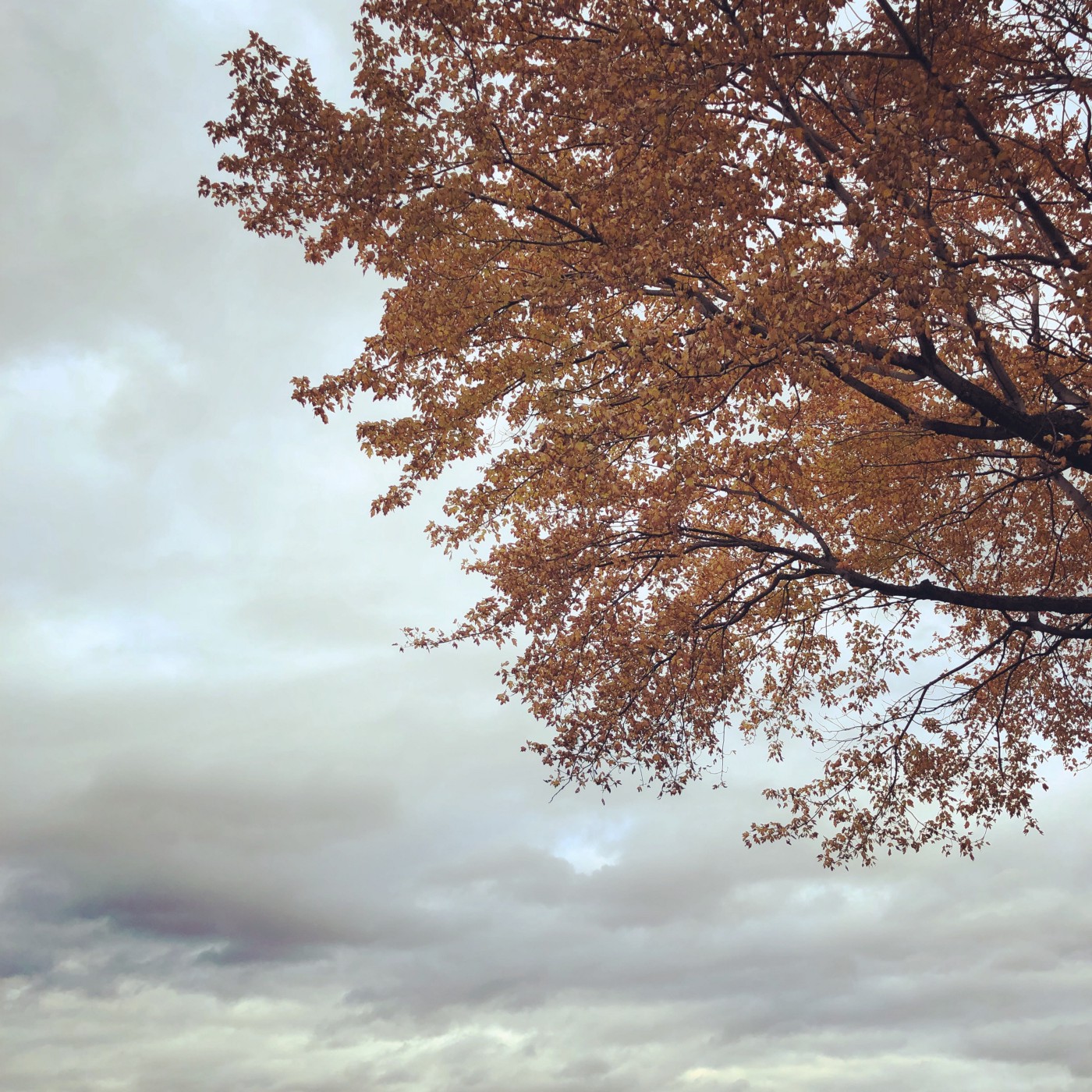 Copyright © Lex Li. Autumn tree near Costco, Montreal.