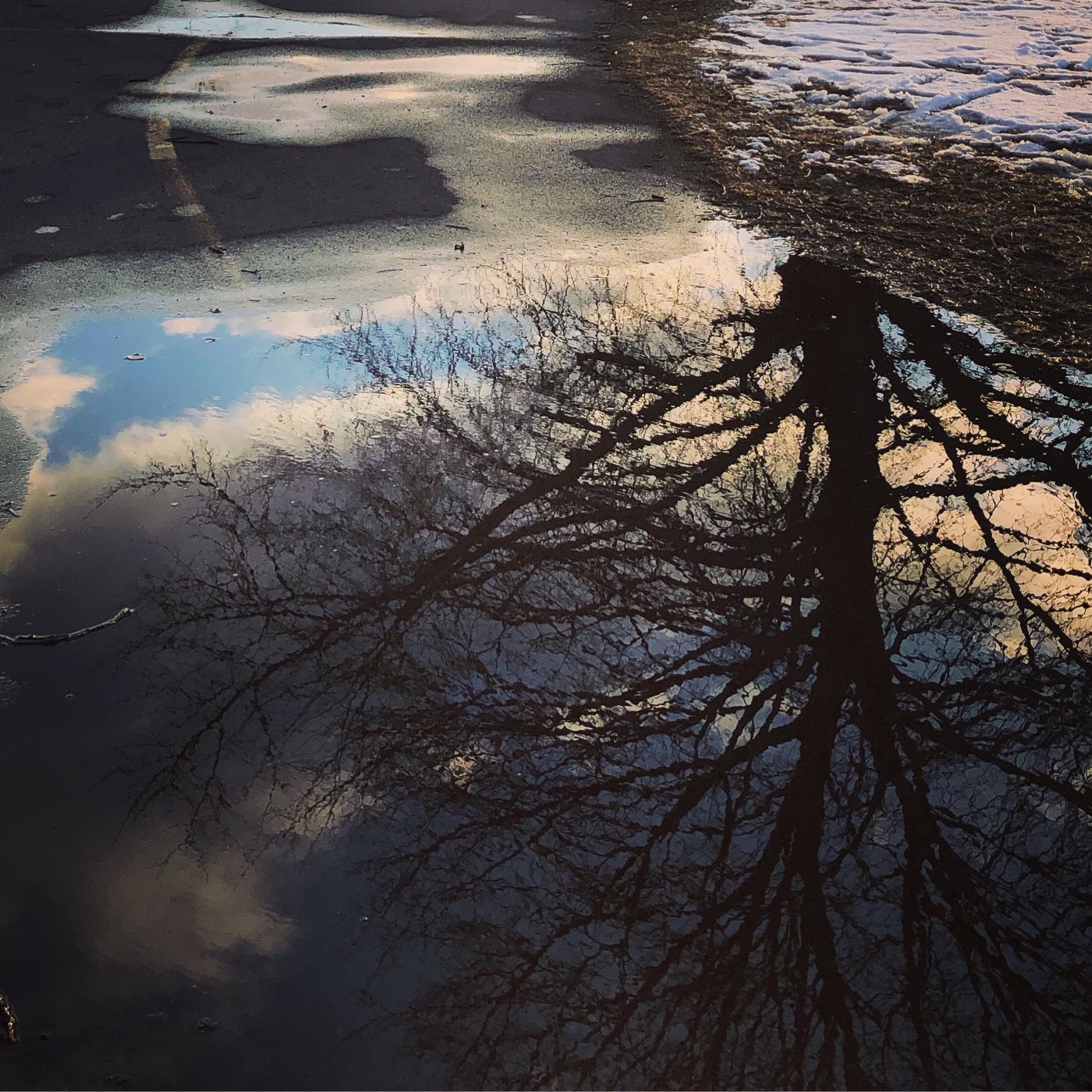 Copyright © Lex Li. Tree reflection, Montreal.