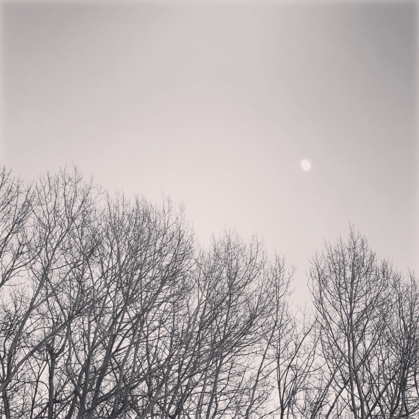 Copyright © Lex Li. Winter-trees and the moon, Montreal.